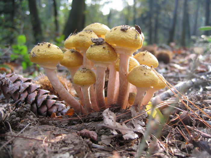  Image name: armillaria_mellea9.jpg 
 width: 700 pixel 
 height: 525 pixel 
 Size: 67883 bytes 
 Click to enlarge 